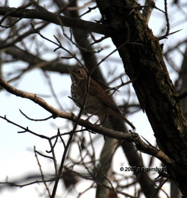 Hermit Thrush IMG_2332c.jpg