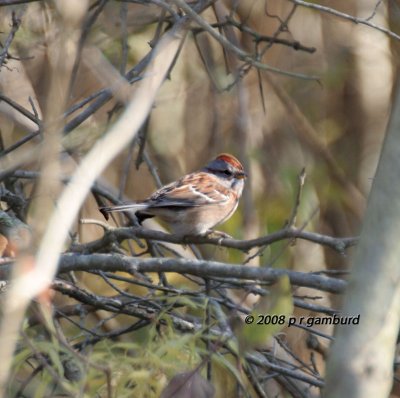 American Tree Sparrow IMG_4376s.jpg