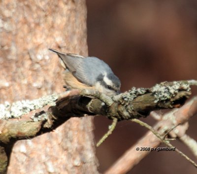 Red-breasted Nuthatch IMG_3563c.jpg