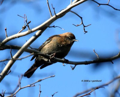 Rusty Blackbird IMG_6334a.jpg