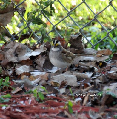 White-throated Sparrow IMG_5790a.jpg