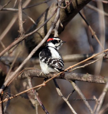 Downy Woodpecker IMG_6824s.jpg