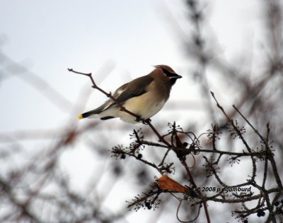 Cedar Waxwing IMG_0754.jpg