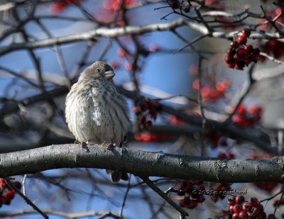 House Finch female IMG_1382.jpg