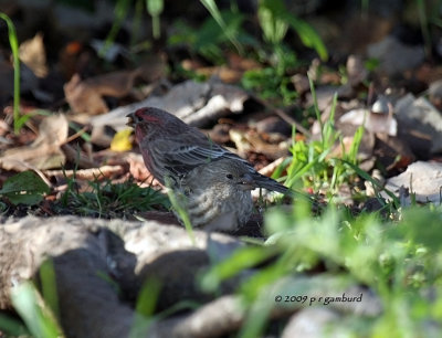 House Finches IMG_1299.jpg