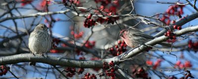 House Finches IMG_1393.jpg