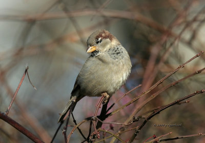 House Sparrow IMG_1767.jpg