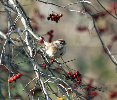 Tree Sparrow IMG_1406.jpg