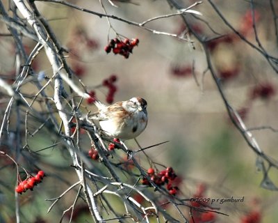 Tree Sparrow IMG_1411.jpg