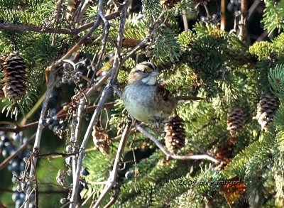 White-throat Sparrow IMG_1103.jpg
