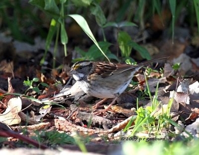 White-throat Sparrow IMG_1312.jpg