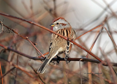 Tree Sparrow IMG_1721.jpg