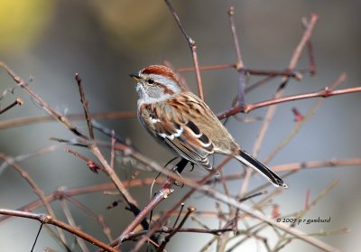 Tree Sparrow IMG_1731.jpg
