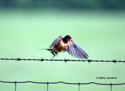 Barn Swallow IMG_9111c.jpg