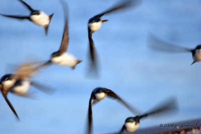 Tree Swallows IMG_7335c.jpg
