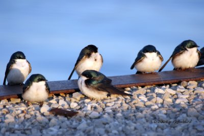 Tree Swallows IMG_7341c.jpg