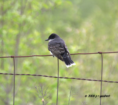 eastern_kingbird