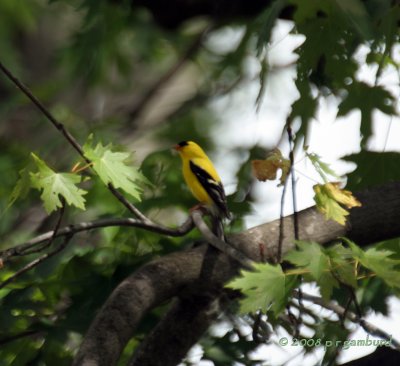 American Gold Finch IMG_7299c.jpg