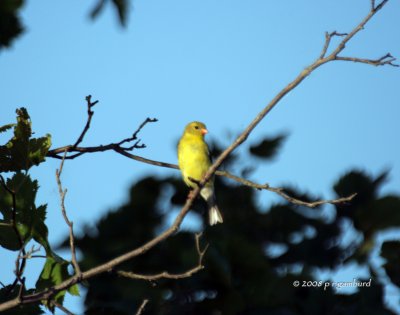 finches