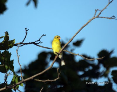 American Gold Finch female IMG_7141c.jpg