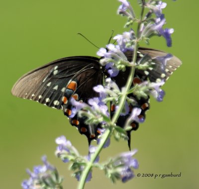 Black Swallowtail IMG_6973c.jpg