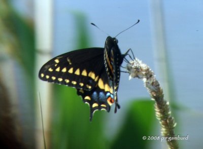 Black Swallowtail DSCF6297c.jpg