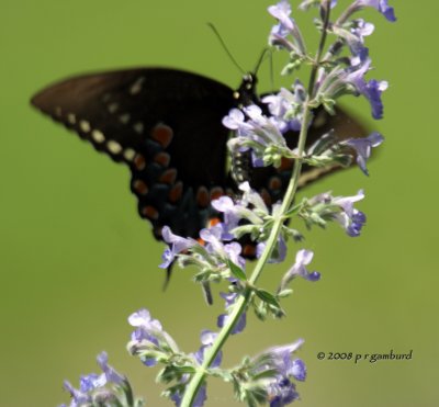 Black Swallowtail IMG_6975c.jpg