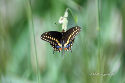 Black Swallowtail IMG_7251c.jpg