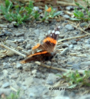 Red Admiral IMG_9164c copy.jpg