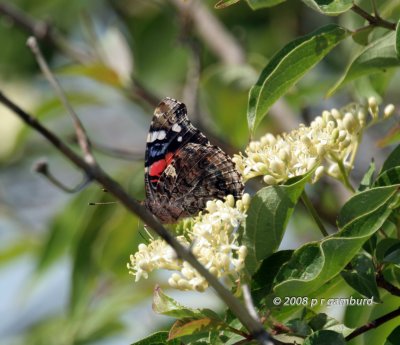 Red Admiral IMG_7814 copy.jpg