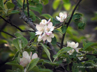 Apple Blossoms DSCN0593c.jpg