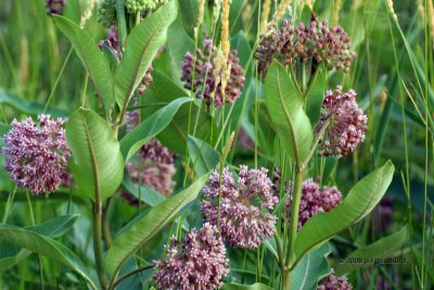 Milkweed IMG_8964c.jpg