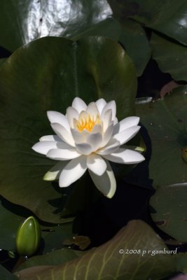 Water Lily IMG_6997cc.jpg