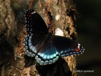 Red-spotted Purple DSCN3450c.jpg