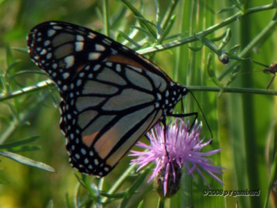 butterflies