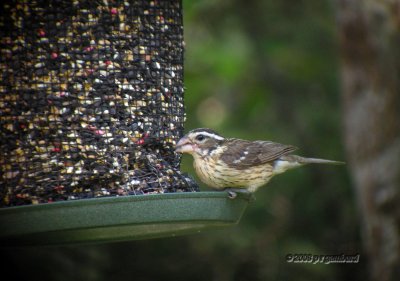 Rose-breasted Grosbeak female DSCN3281c.jpg