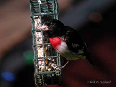 rose-breasted_grosbeak