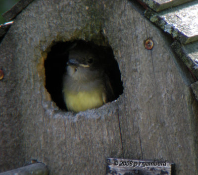great_crested_flycatcher