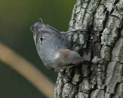 Brown-headed Nuthatch, juv.