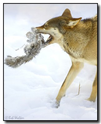 Red Wolf With It's Cached Prey