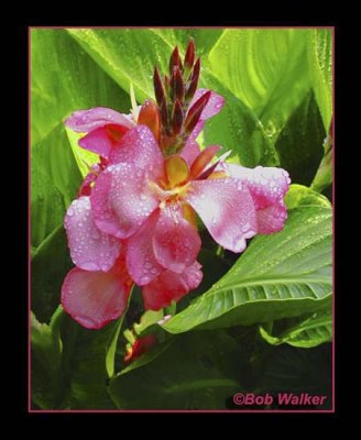 Pink Orchid Extrodinar