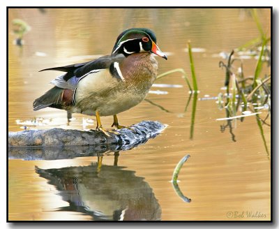 Wood Duck Drake On Log
