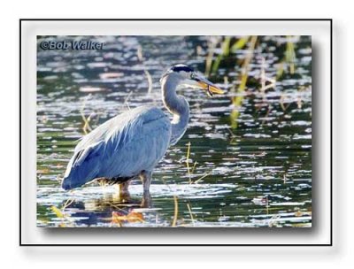 Great Blue Heron With It's Catch