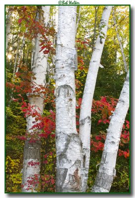 Among The Birches