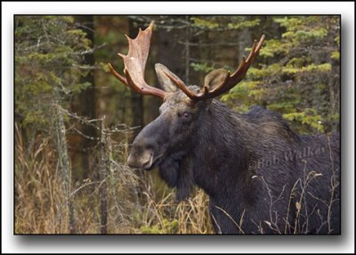 Cache Lake Area Bull Moose #2 Closer Up