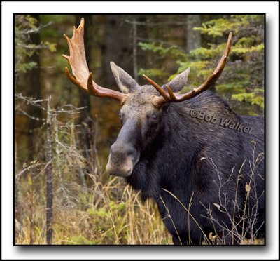 A Portrait Of The Cache Lake Area Bull Moose