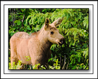 Closeup Of Golden Moose Calf