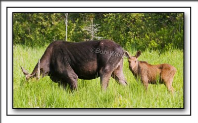 Golden Calf Following It's Mother Closely