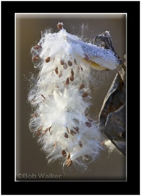 A Common Milkweed Seed Pod (Asclepias sullivantii) In An Early Frost