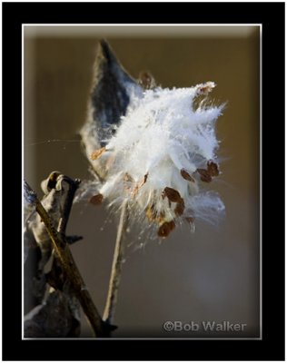 Common Milkweed Seed Pod As Seen In A Morning Frost